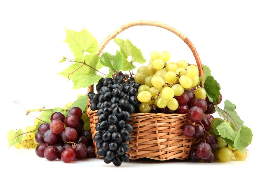 Grappa Rebsorten - assortment of ripe sweet grapes in basket, isolated on white.
